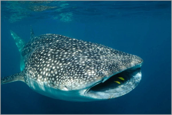 Requin baleine dans la baie de Tadjourah à Djibouti. Requin baleine dans la baie de Tadjourah à Djibouti.