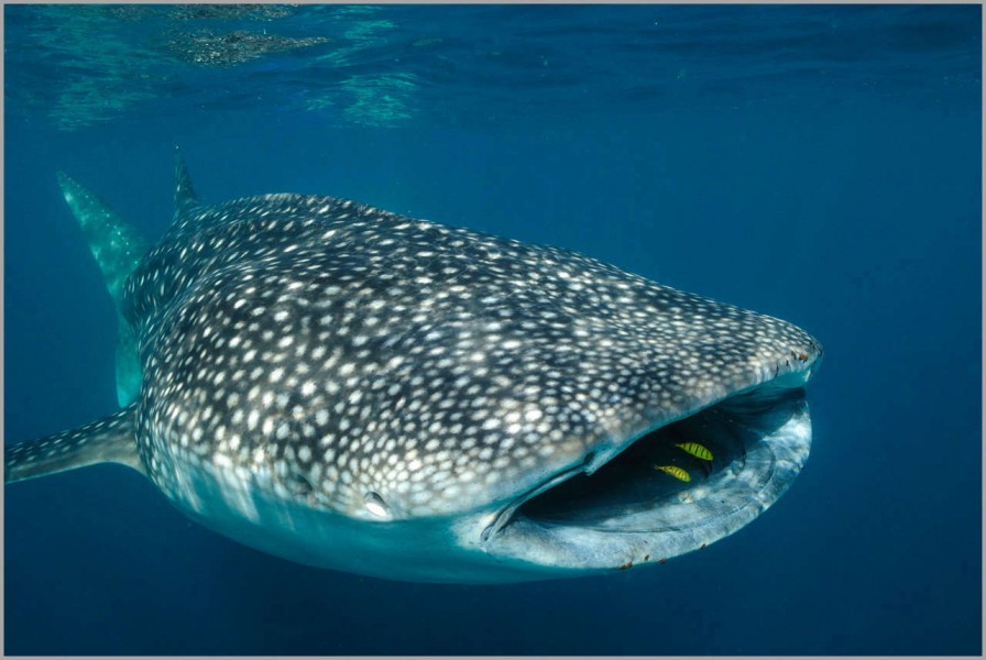 Whale shark in Tadjourah Bay in Djibouti. Whale shark in Tadjourah Bay in Djibouti.