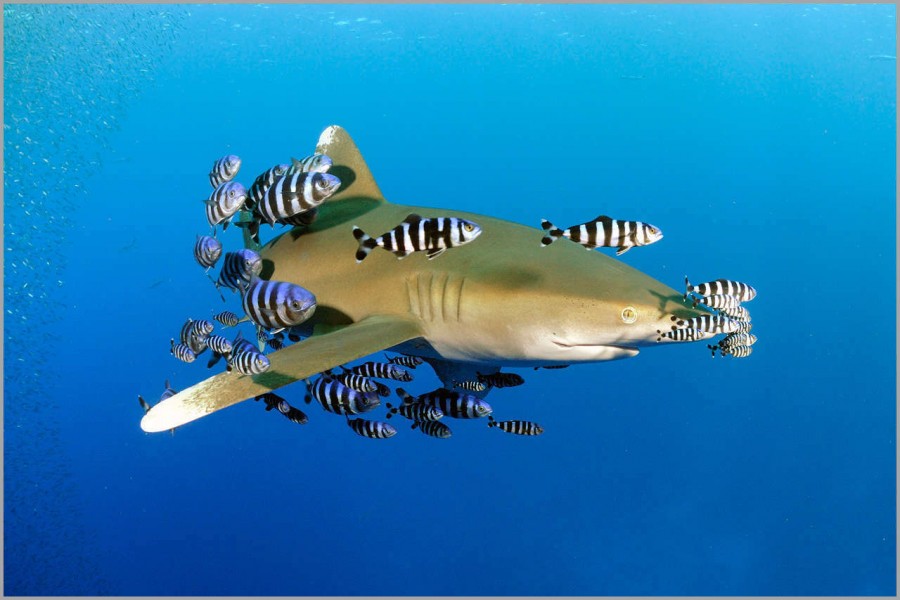 Oceanic whitetip shark (longimanus) in the Red Sea in Egypt. Oceanic whitetip shark (longimanus) in the Red Sea in Egypt.