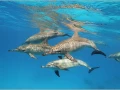 Banc de dauphins en Mer Rouge en Egypte.