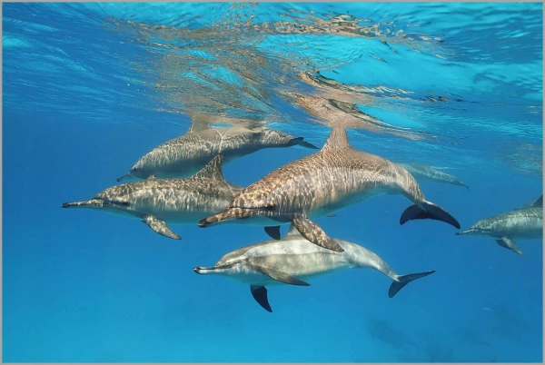 Banc de dauphins en Mer Rouge en Egypte. Banc de dauphins en Mer Rouge en Egypte.