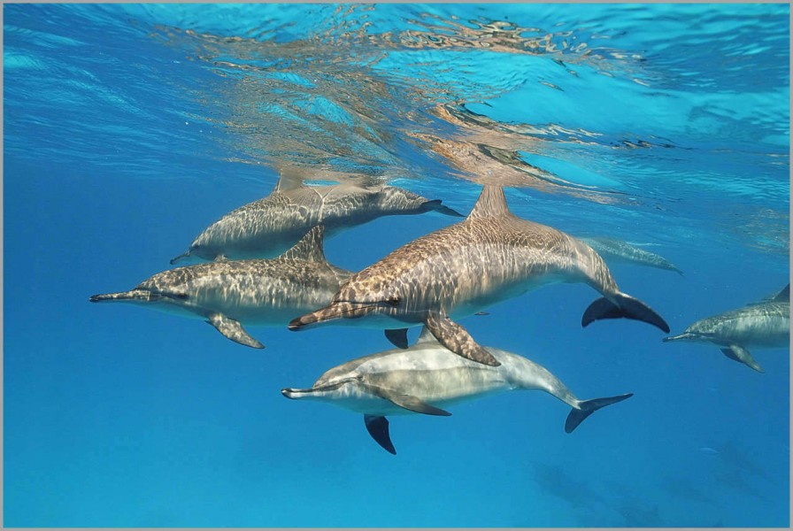 School of dolphins in the Red Sea in Egypt. School of dolphins in the Red Sea in Egypt.