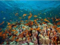 Banc d'anthias au dessus d'une colonie de coraux en Mer Rouge en
