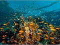 Banc d'anthias au dessus d'une colonie de coraux en Mer Rouge en