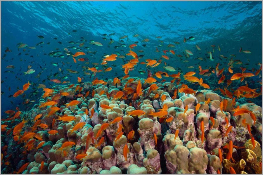 School of anthias above a coral colony in the Red Sea in Egypt. School of anthias above a coral colony in the Red Sea in Egypt.