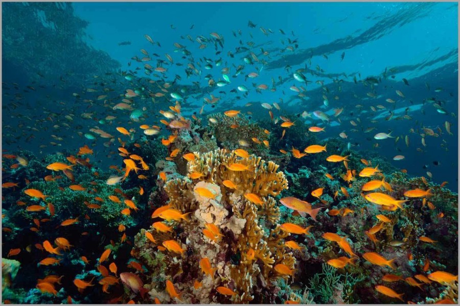 School of anthias above a coral colony in the Red Sea in Egypt. School of anthias above a coral colony in the Red Sea in Egypt.