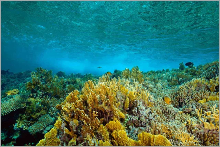 Vague photographiée sous la surface en Mer Rouge en Egypte. Vague photographiée sous la surface en Mer Rouge en Egypte.