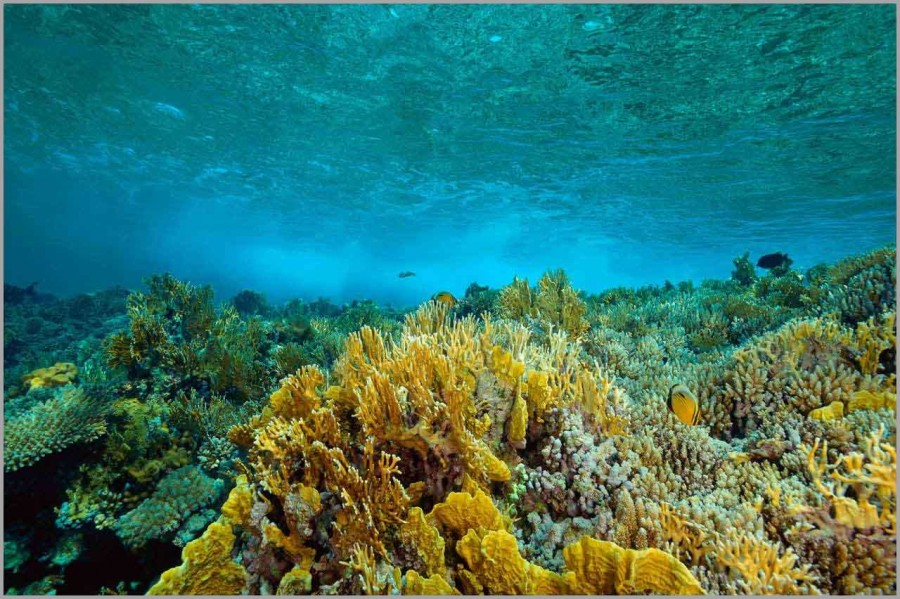 Wave photographed under the surface in the Red Sea in Egypt. Wave photographed under the surface in the Red Sea in Egypt.