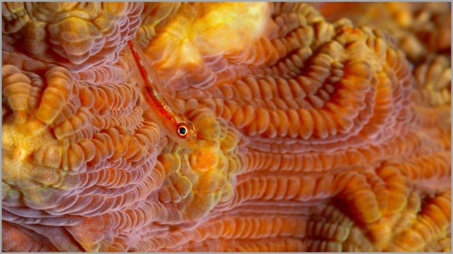 Goby on a coral colony in the Red Sea in Egypt. Goby on a coral colony in the Red Sea in Egypt.