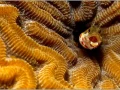 Gobie sur une colonie de coraux en Guadeloupe dans la Mer Caraï