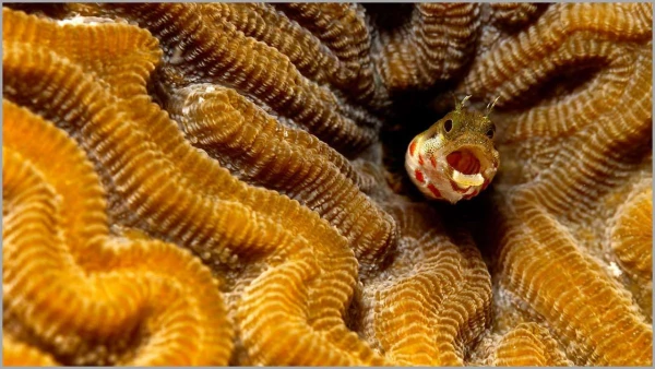 Gobie sur une colonie de coraux en Guadeloupe dans la Mer Caraï Gobie sur une colonie de coraux en Guadeloupe dans la Mer Caraï