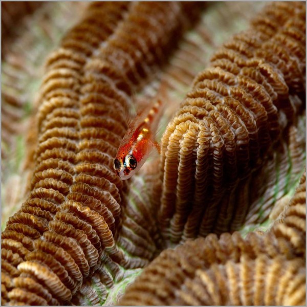 Goby on a coral colony in the Red Sea in Egypt. Goby on a coral colony in the Red Sea in Egypt.