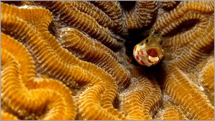 Goby on a coral colony in Guadeloupe in the Caribbean Sea. Goby on a coral colony in Guadeloupe in the Caribbean Sea.