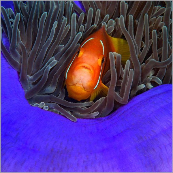 Clownfish in the Maldives in the Indian Ocean. Clownfish in the Maldives in the Indian Ocean.