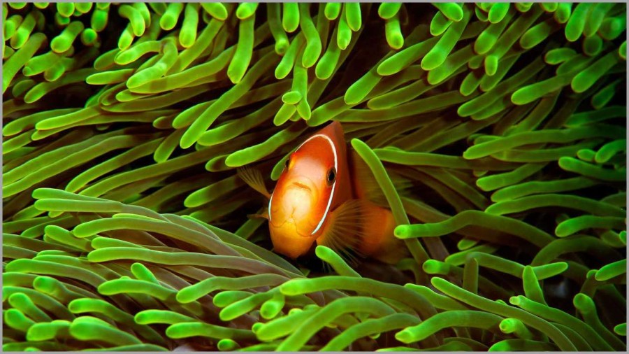 Clownfish in the Maldives in the Indian Ocean. Clownfish in the Maldives in the Indian Ocean.