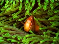 Poisson clown aux Maldives dans l'océan indien.