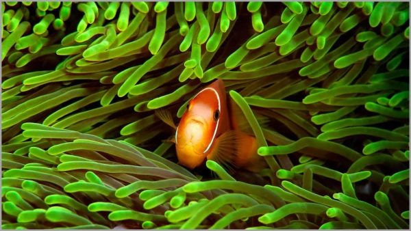 Poisson clown aux Maldives dans l'océan indien. Poisson clown aux Maldives dans l'océan indien.