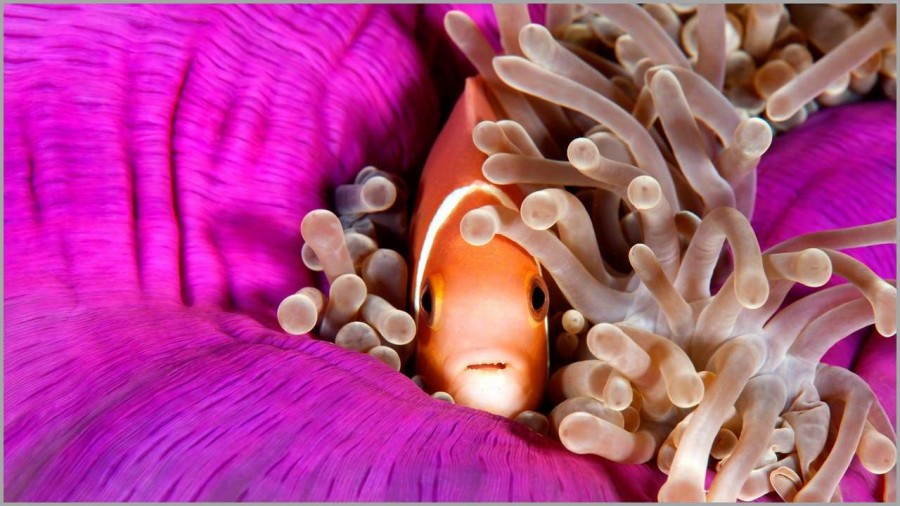 Clownfish in the Maldives in the Indian Ocean. Clownfish in the Maldives in the Indian Ocean.