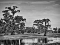 Caddo Lake au Texas aux Etats-Unis en noir et blanc