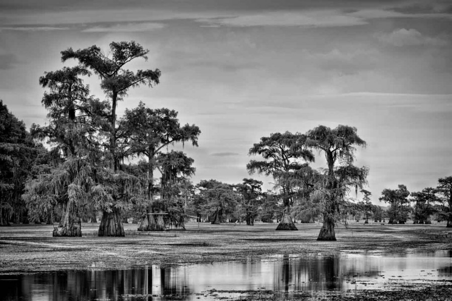 Caddo Lake in Texas in United States in black and white Caddo Lake in Texas in United States in black and white