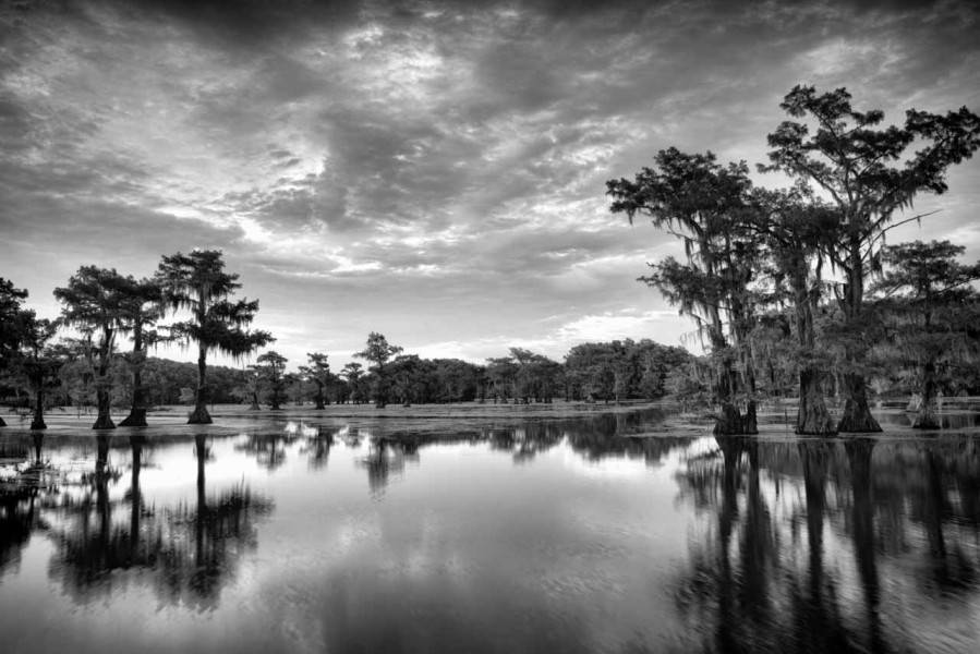Caddo Lake in Texas in United States in black and white Caddo Lake in Texas in United States in black and white