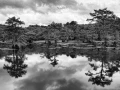 Caddo Lake au Texas aux Etats-Unis en noir et blanc
