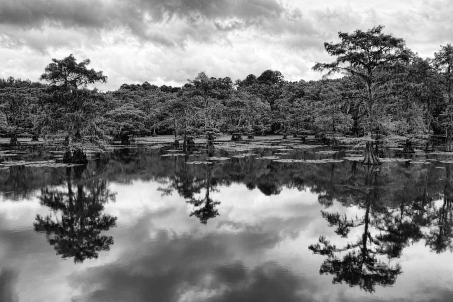 Caddo Lake in Texas in United States in black and white Caddo Lake in Texas in United States in black and white