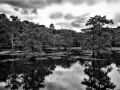 Caddo Lake au Texas aux Etats-Unis en noir et blanc