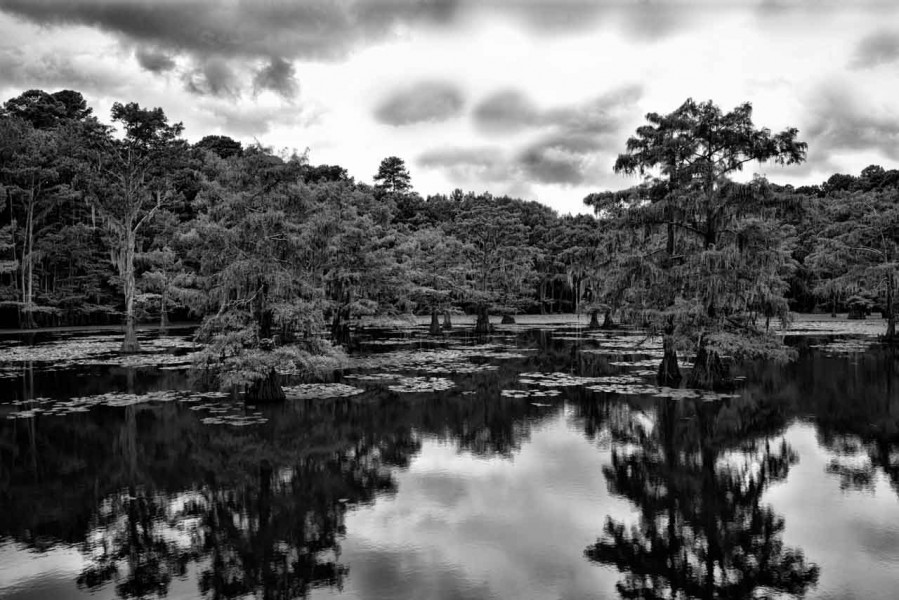 Caddo Lake in Texas in United States in black and white Caddo Lake in Texas in United States in black and white