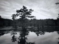 Caddo Lake au Texas aux Etats-Unis en noir et blanc