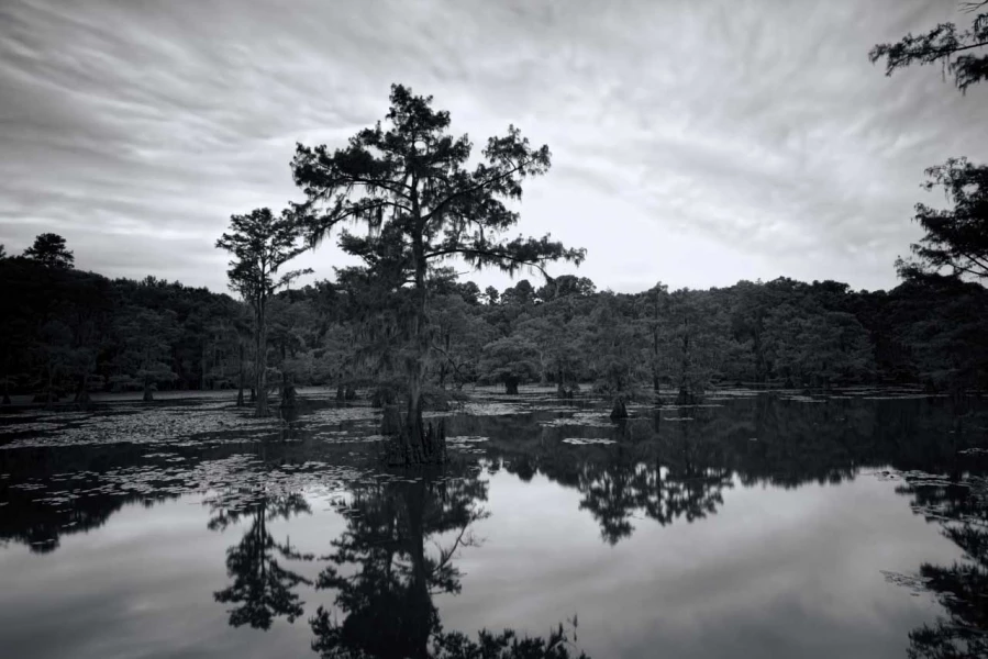 Caddo Lake au Texas aux Etats-Unis en noir et blanc Caddo Lake au Texas aux Etats-Unis en noir et blanc