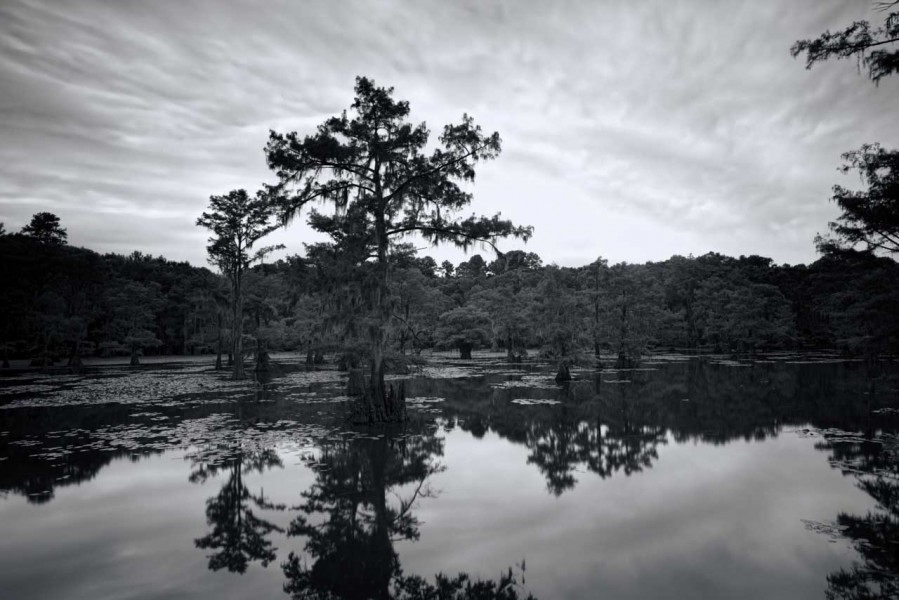 Caddo Lake in Texas in United States in black and white Caddo Lake in Texas in United States in black and white