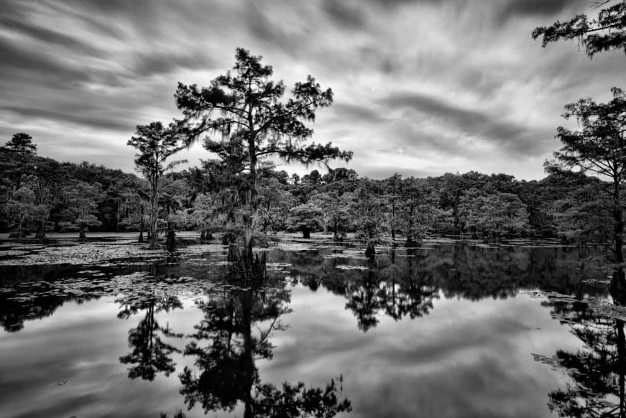 Caddo Lake in Texas in United States in black and white Caddo Lake in Texas in United States in black and white