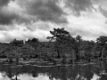 Caddo Lake au Texas aux Etats-Unis en noir et blanc
