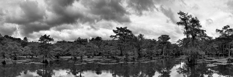 Caddo Lake in Texas in United States in black and white Caddo Lake in Texas in United States in black and white