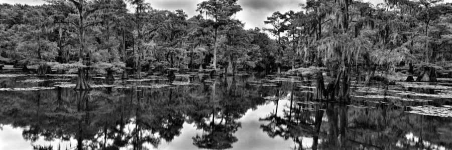 Caddo Lake in Texas in United States in black and white Caddo Lake in Texas in United States in black and white