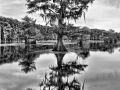 Caddo Lake au Texas aux Etats-Unis en noir et blanc