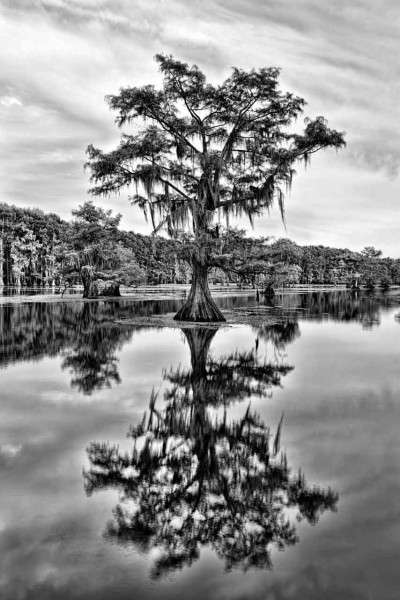 Caddo Lake in Texas in United States in black and white Caddo Lake in Texas in United States in black and white