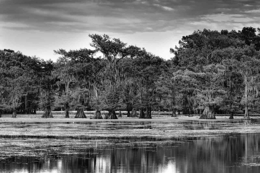 Caddo Lake in Texas in United States in black and white Caddo Lake in Texas in United States in black and white