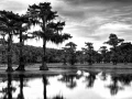 Caddo Lake au Texas aux Etats-Unis en noir et blanc