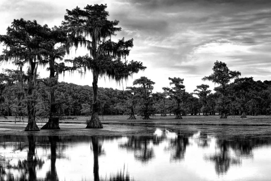 Caddo Lake in Texas in United States in black and white Caddo Lake in Texas in United States in black and white