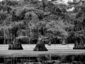 Caddo Lake au Texas aux Etats-Unis en noir et blanc
