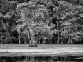 Caddo Lake au Texas aux Etats-Unis en noir et blanc