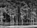 Caddo Lake au Texas aux Etats-Unis en noir et blanc