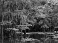 Caddo Lake au Texas aux Etats-Unis en noir et blanc