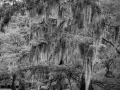 Caddo Lake au Texas aux Etats-Unis en noir et blanc