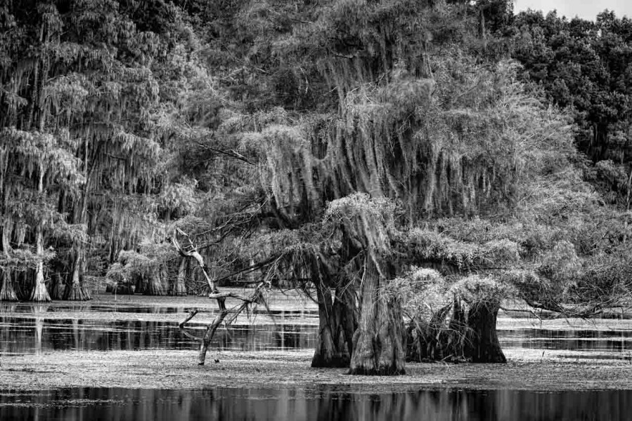 Caddo Lake au Texas aux Etats-Unis en noir et blanc Caddo Lake au Texas aux Etats-Unis en noir et blanc