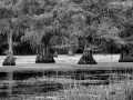 Caddo Lake au Texas aux Etats-Unis en noir et blanc
