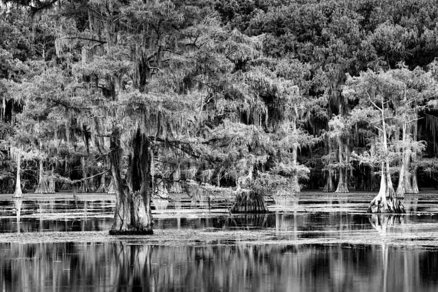 Caddo Lake au Texas aux Etats-Unis en noir et blanc Caddo Lake au Texas aux Etats-Unis en noir et blanc