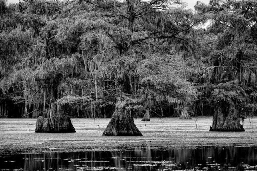 Caddo Lake in Texas in United States in black and white Caddo Lake in Texas in United States in black and white